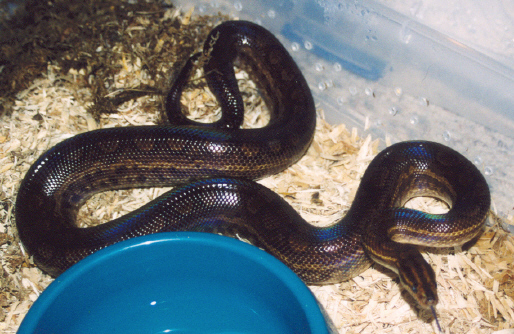 guyana rainbow female
