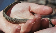 second photo of garter 2 from Valley Forge
