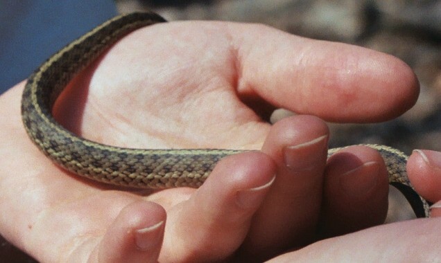 second photo of garter 2 from Valley Forge