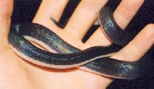 loxocemus hatchling