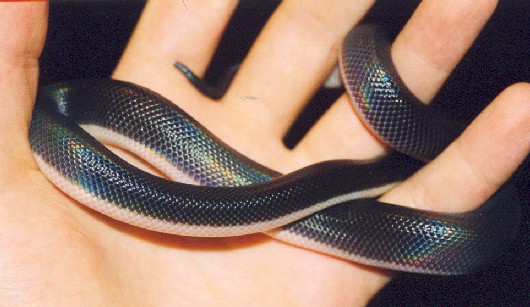 loxocemus hatchling