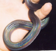 lox hatchling
