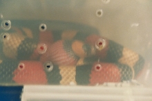 pueblan gulping egg 2