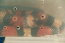 pueblan milk gulping egg 3