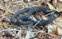 blackracer 2
