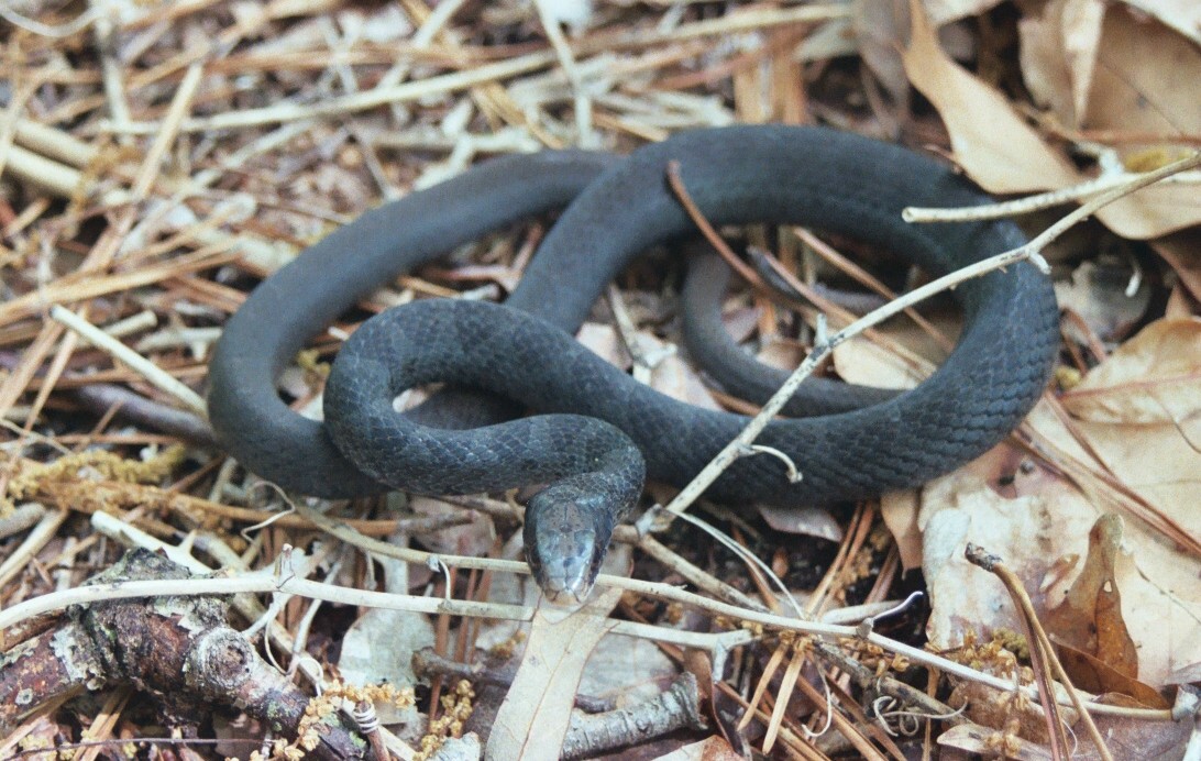 blackracer 2