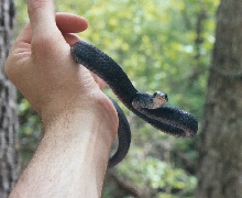 black racer