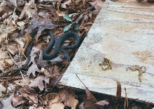 black racer 3
