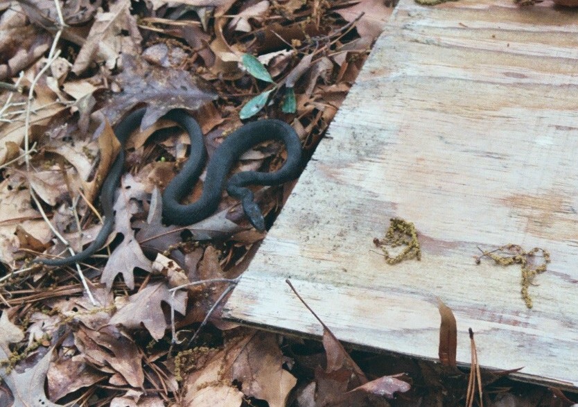 black racer 3