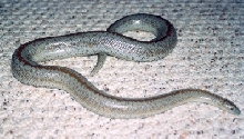 borrego rosy female