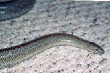 borrego rosy