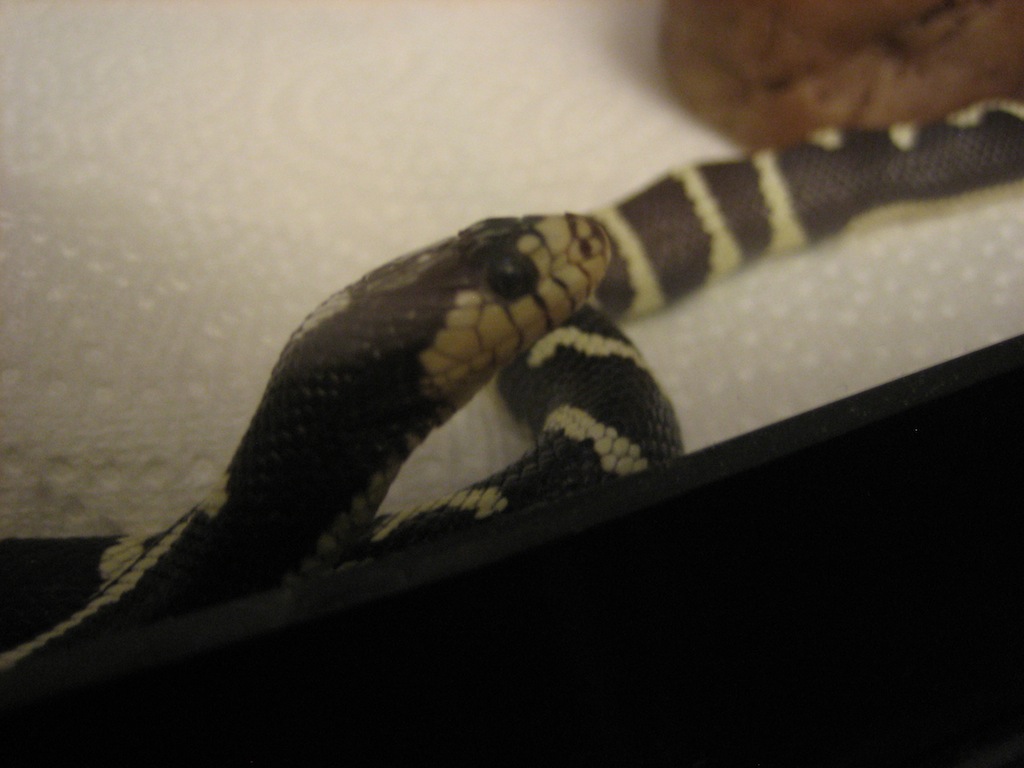 My new CA King eyeballing me for food
