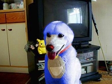 dola dog