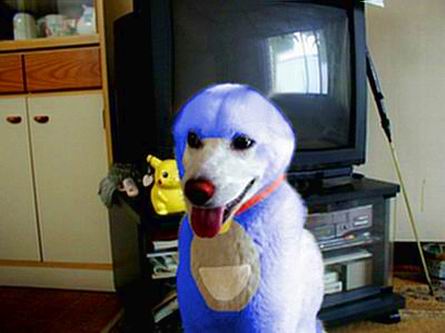 dola dog