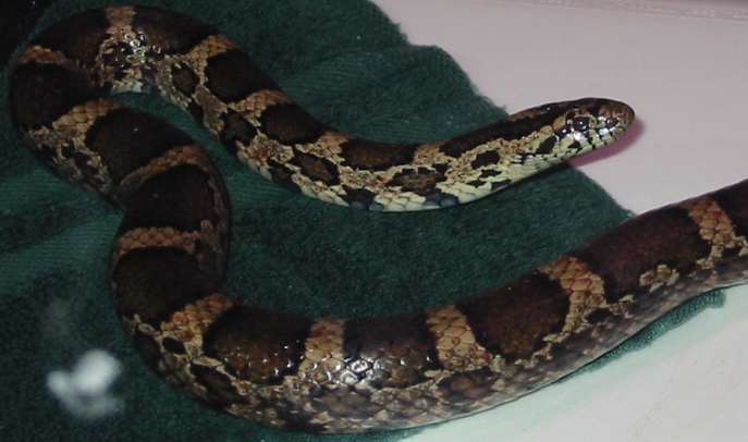 please identify