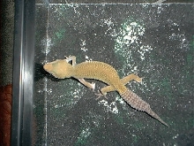 Patternless female