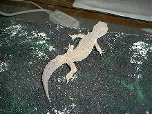 Patternless male