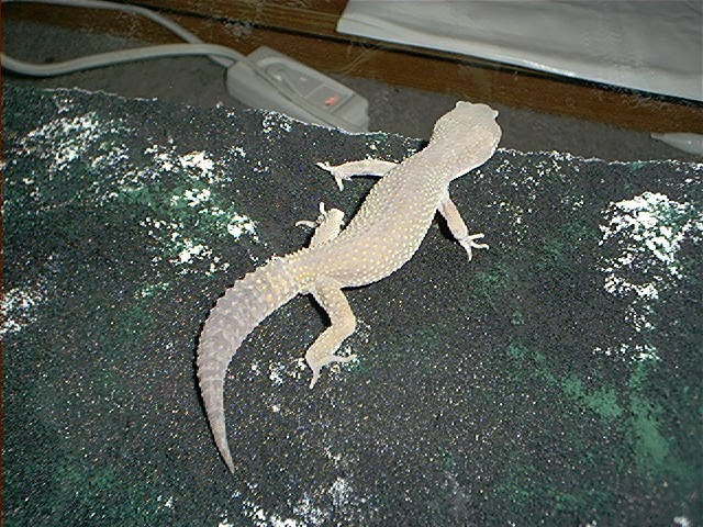 Patternless male