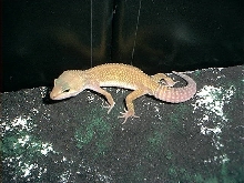 Patternless male