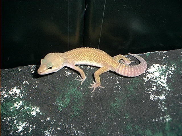 Patternless male