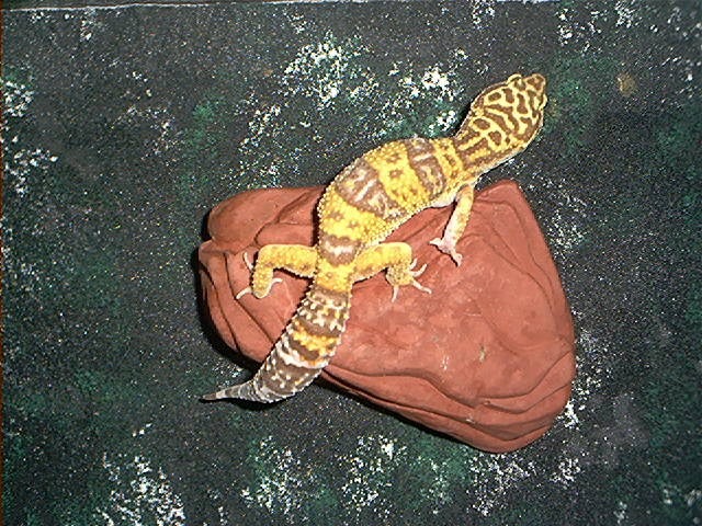 Female RWA