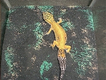 Spots