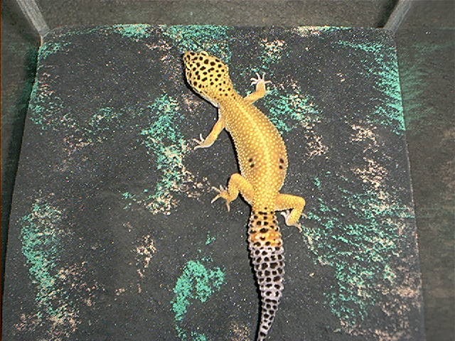 Spots