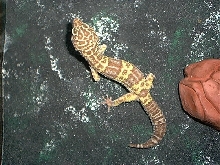 Tremper male