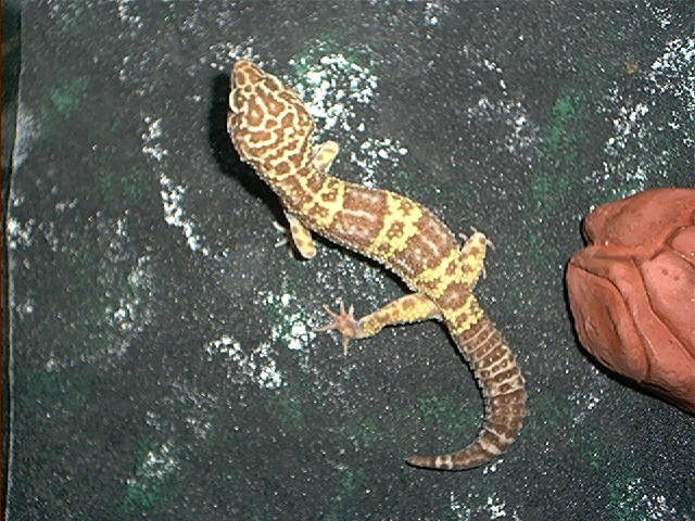 Tremper male