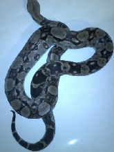 Boa2