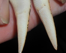 Ventral view both