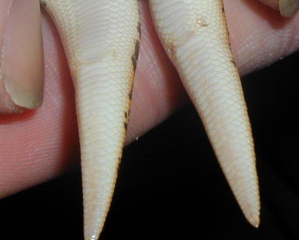 Ventral view both