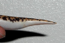 Female side