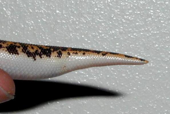Female side