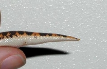 male side