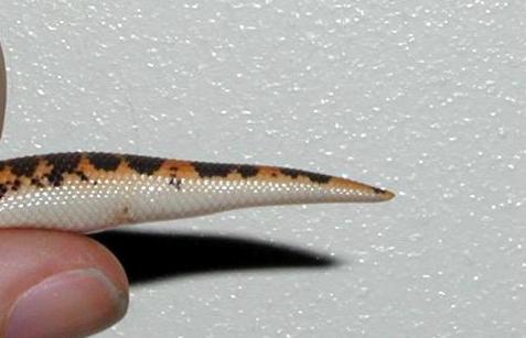 male side