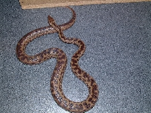 maculosa