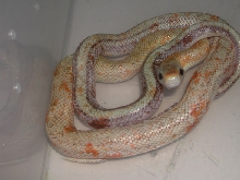taeniura calico