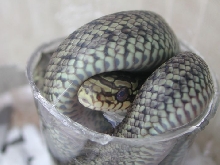 dione hatchling 2