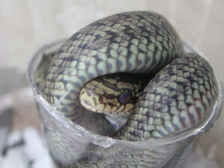dione hatchling 2