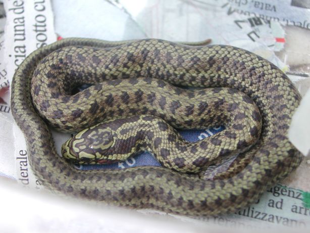 dione hatchling 3