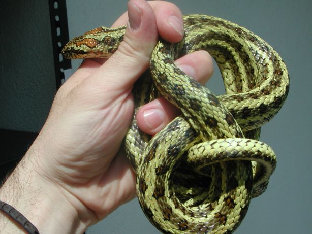 dione female