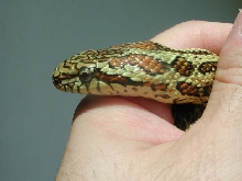 dione female