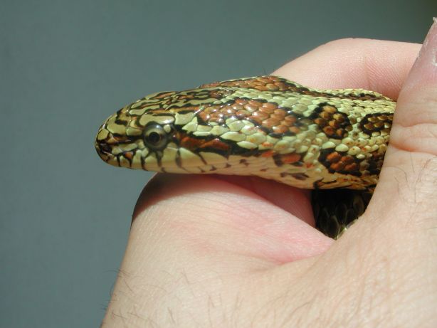 dione female