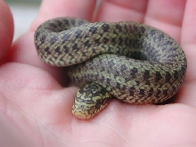 dione hatchling 1