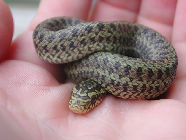 dione hatchling 1