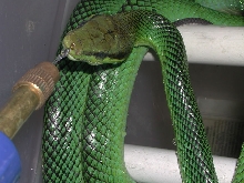 oxycephala drinking