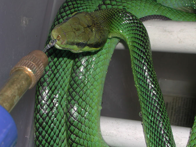 oxycephala drinking