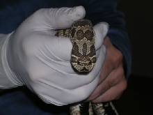 heterodon female