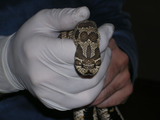 heterodon female
